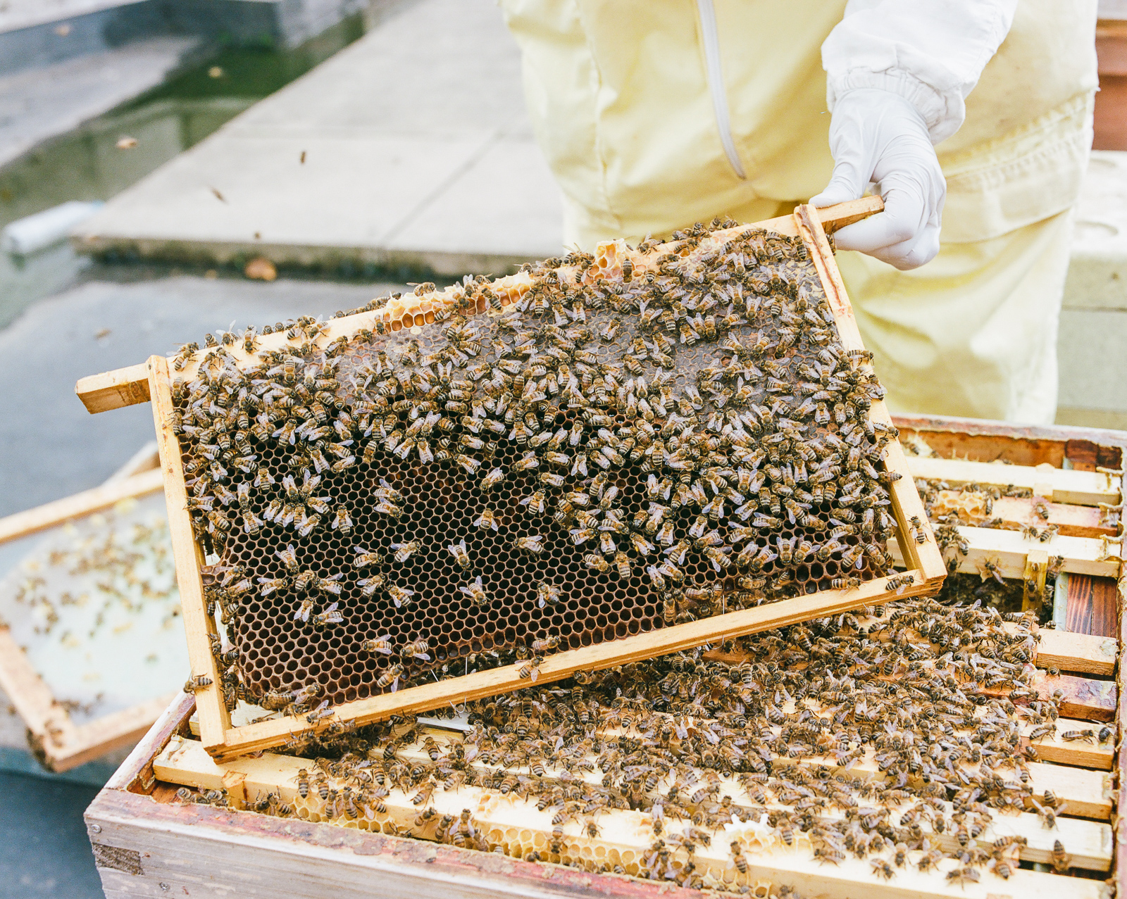 honey bees east london mosque