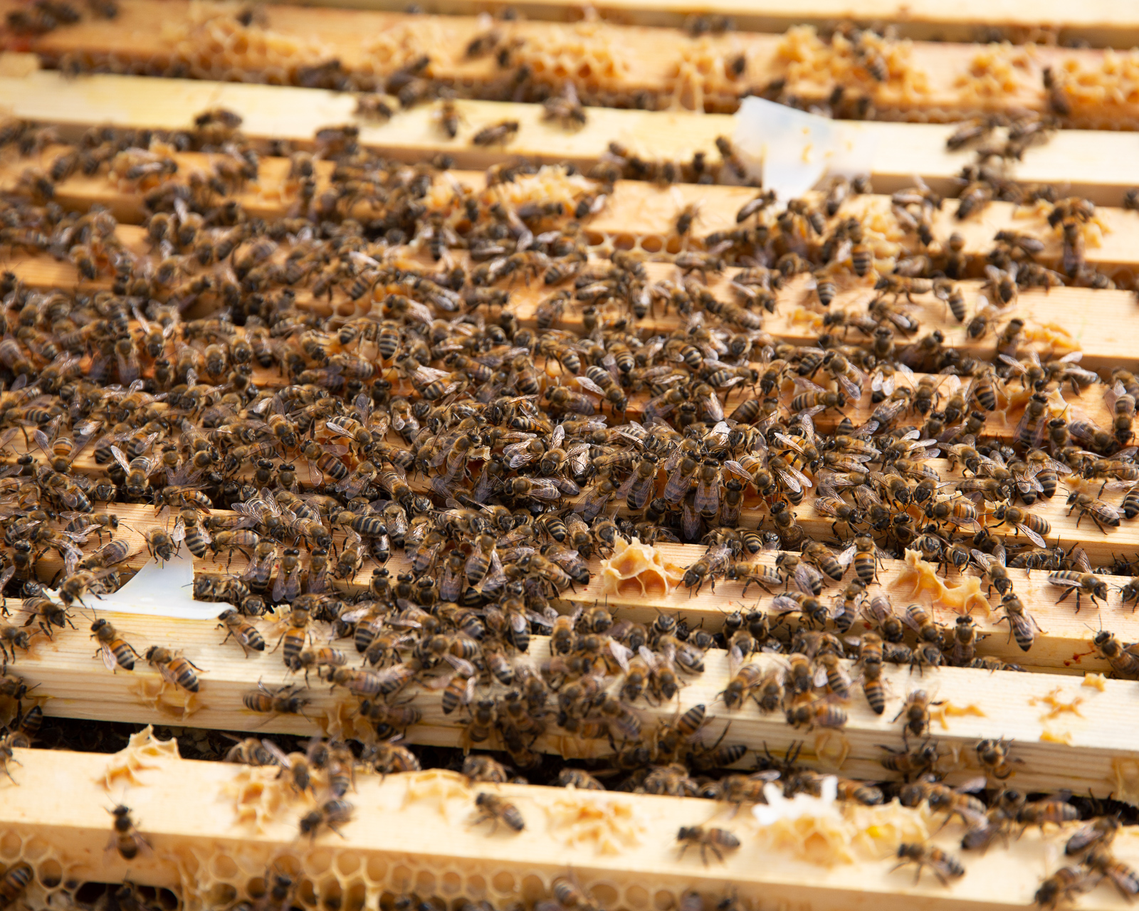 honey bees east london mosque