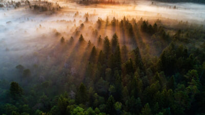 Mist-covered trees