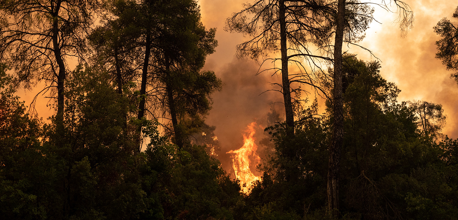 A wildfire burns in a forest on the island of Evia, Greece. Photographer: Konstantinos Tsakalidis/Bloomberg/Getty Images