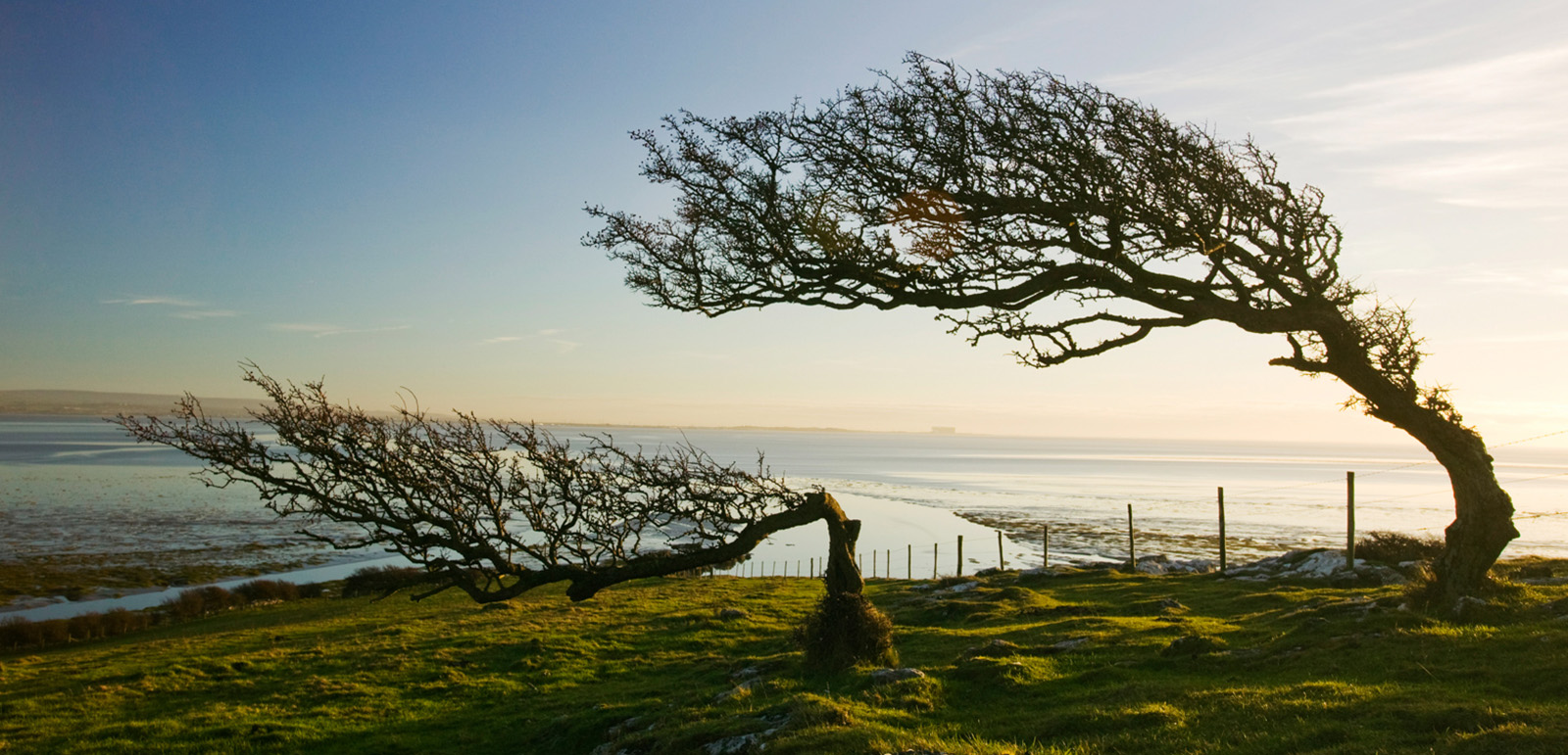 Hawthorn trees bent by the prevailing wind on Humphrey Head Point on Morecambe Bay, Cumbria, UK. Photo by Ashley Cooper/Getty Images
