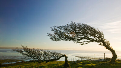 Hawthorn trees bent by the prevailing wind on Humphrey Head Point on Morecambe Bay, Cumbria, UK