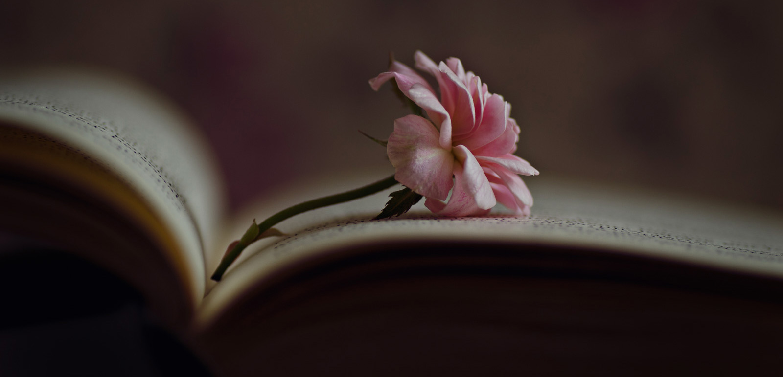 Little rose inside an old book on a wooden table