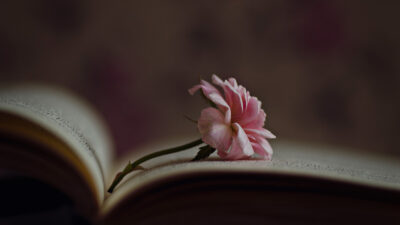 Little rose inside an old book