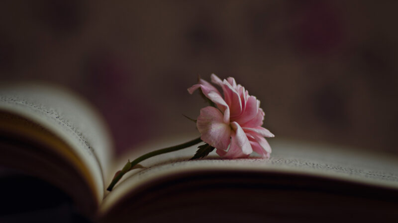Little rose inside an old book