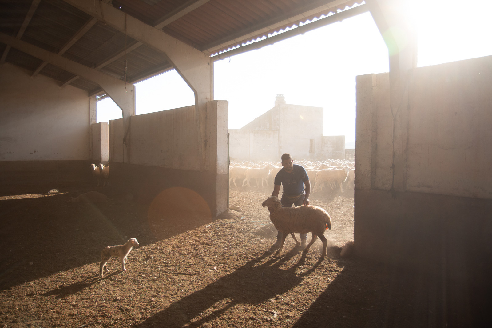 Shepherd Abdul Moundir, photographed in Spain for Hyphen by Nathan Siegel