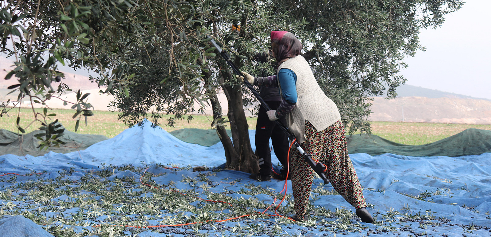 Olive grove farming in Edincik, Marmara, Turkey. Photo by Adele Walton. Caption: Fatma harvesting the olives from our trees.