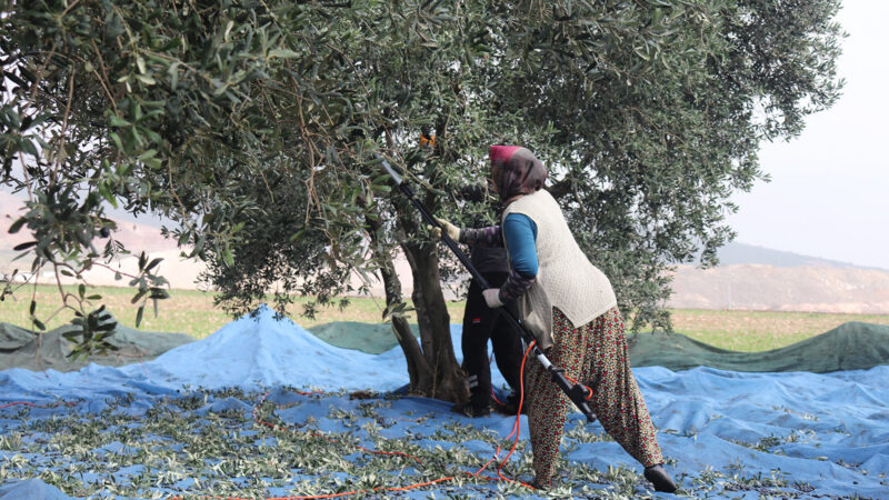 Olive grove farming in Edincik, Marmara, Turkey. Photo by Adele Walton. Caption: Fatma harvesting the olives from our trees.