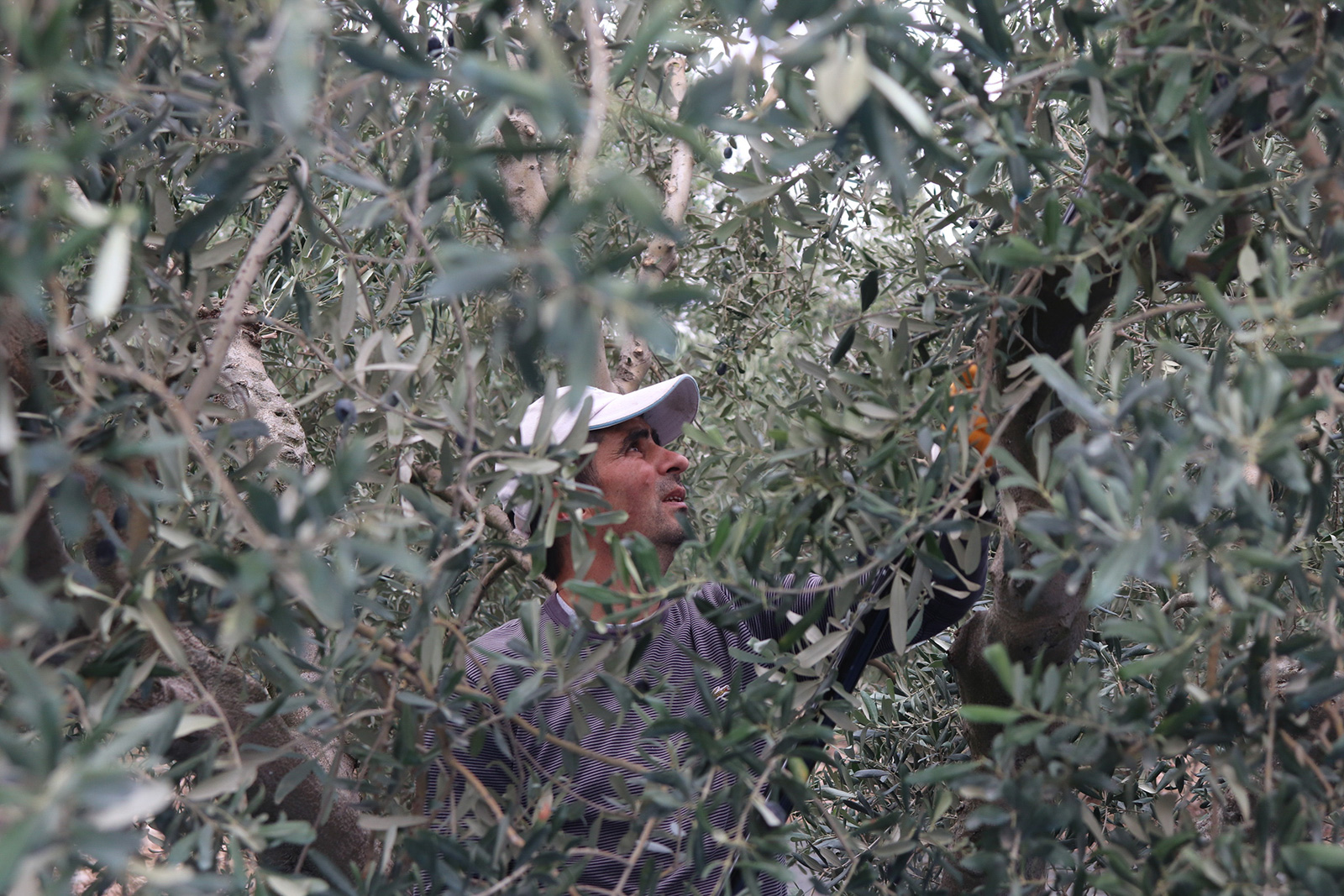 Olive grove farming in Edincik, Marmara, Turkey. Photo by Adele Walton. Caption: Ozlem [Adele’s mum] looking through the reject olives, which will be sold to a buyer for mass production. Caption: Adem harvesting the olives from our trees.