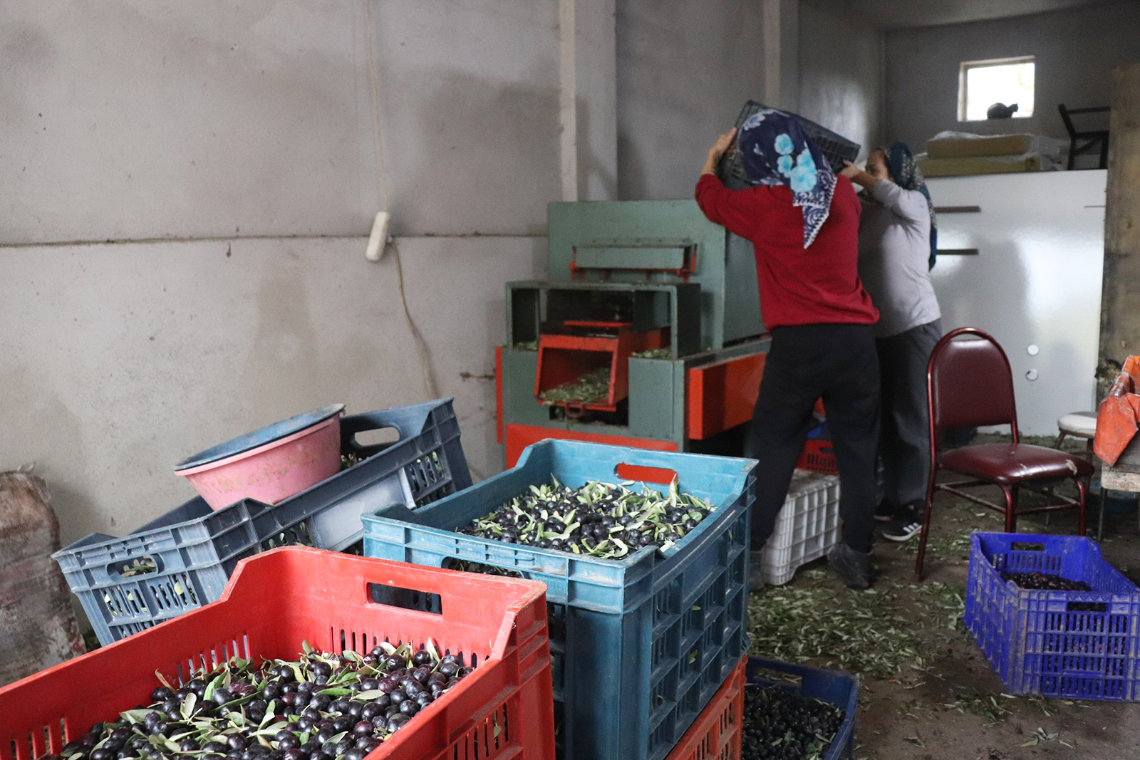 Olive grove farming in Edincik, Marmara, Turkey. Photo by Adele Walton. Caption: Ozlem, [Adele’s mum], and Vildan, [Adele’s auntie], sorting our olives by size using our machine before selecting ones to send to the cooperative.