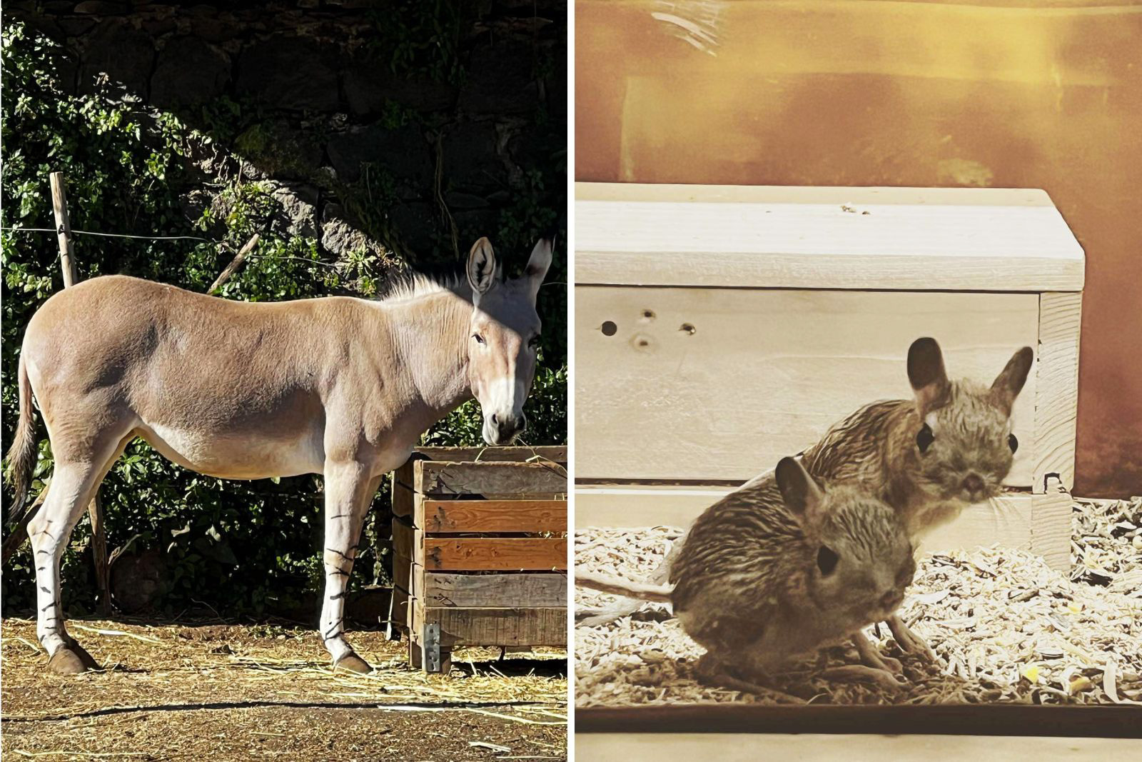 A photo composite of a Somali donkey and Jerboa desert rodents
