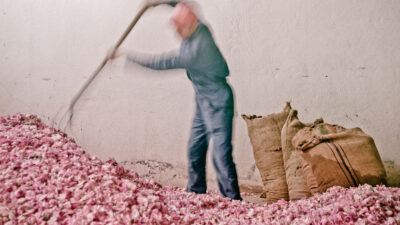 A worker rakes in flowers for perfume extraction.
