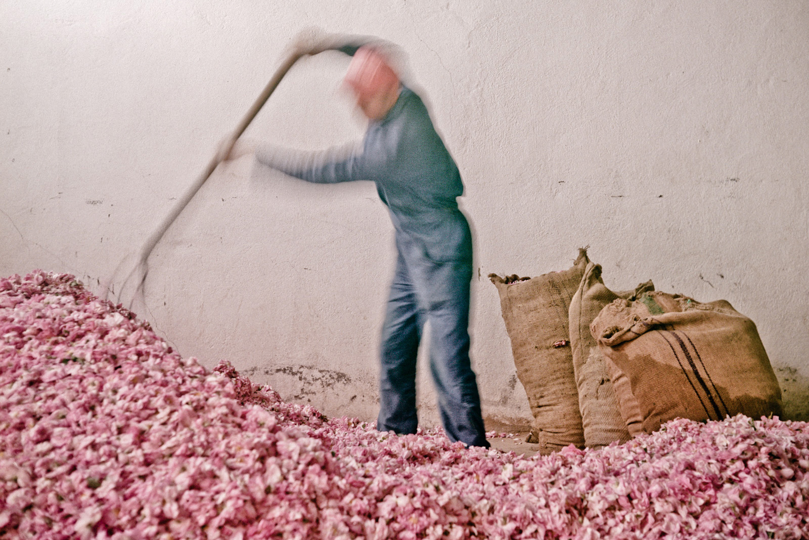 A worker rakes in flowers for perfume extraction.