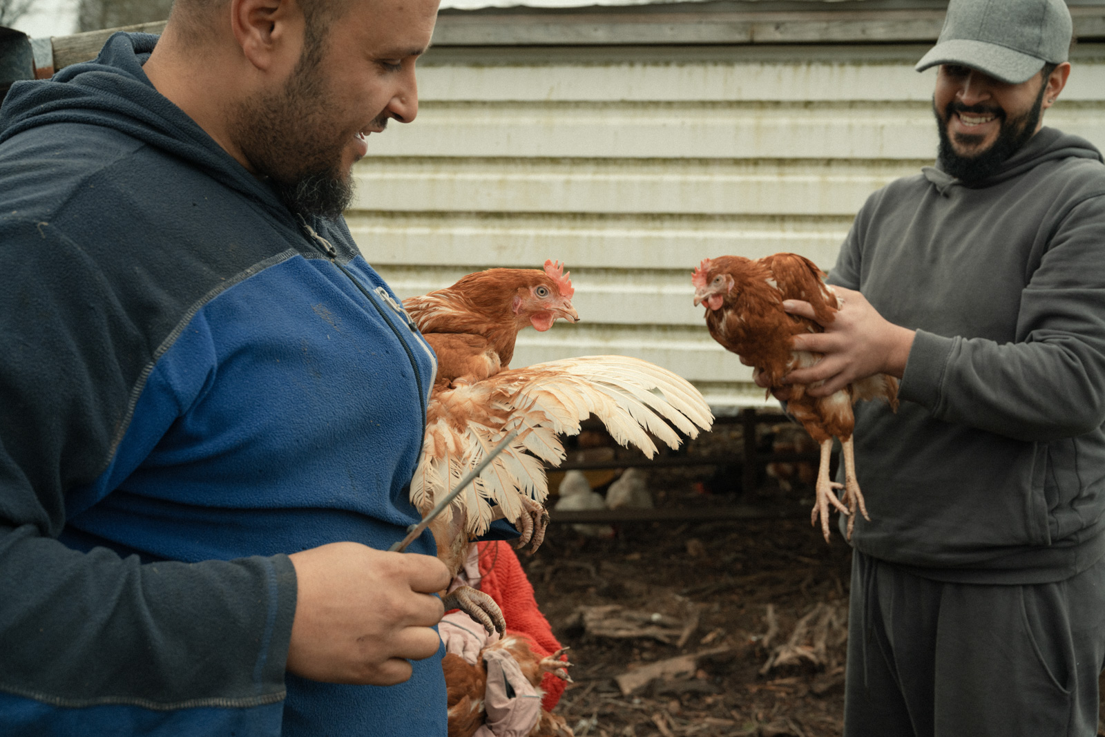 Muhsen Hassanin left his life in north London to set up a halal farm in South Wales