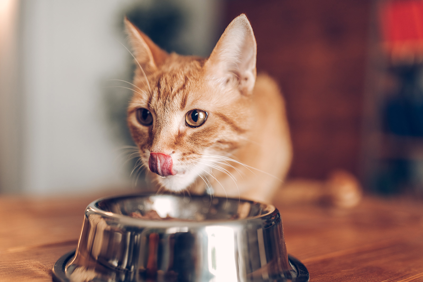 Cat eats food from a bowl. Photo by Eclipse Images/Getty Images