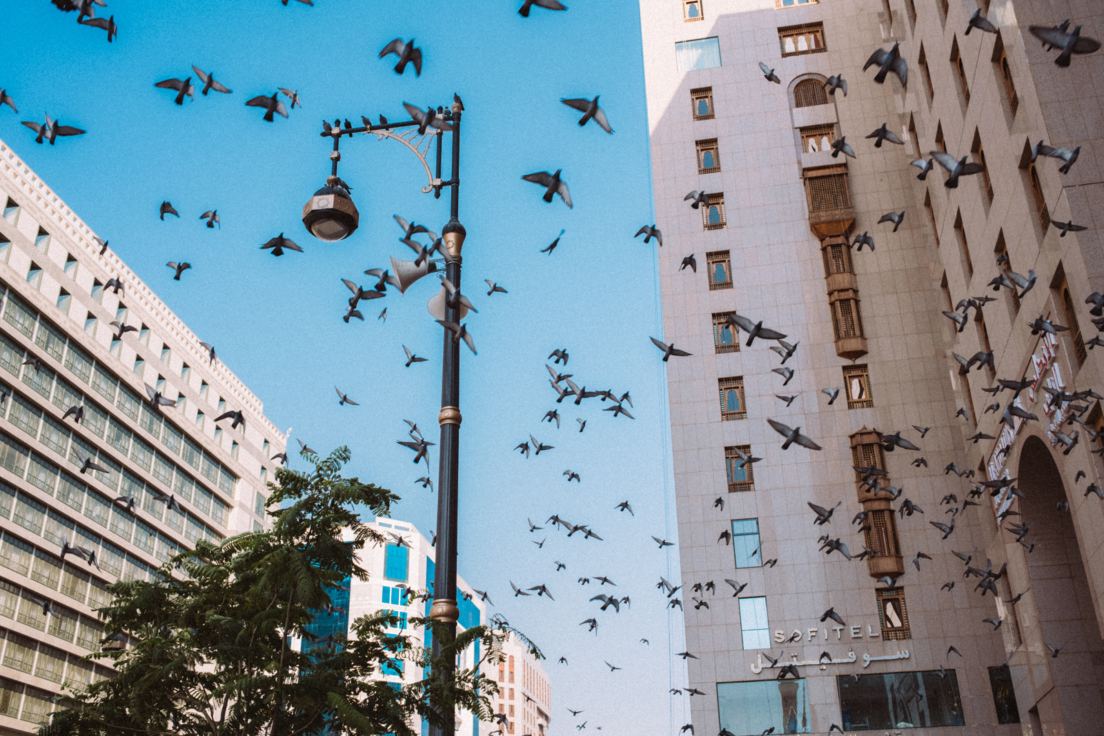 Birds outside the Prophet’s Mosque in Medina.