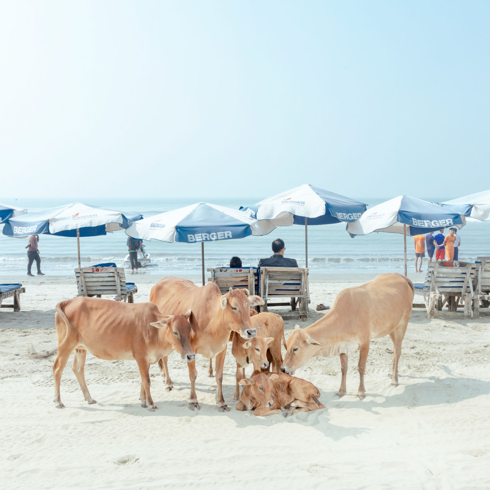 Cows at the Cox's Bazar beach. 