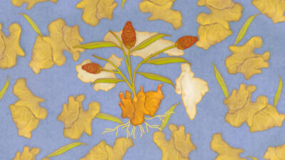 Illustration for article on the history of the spice ginger