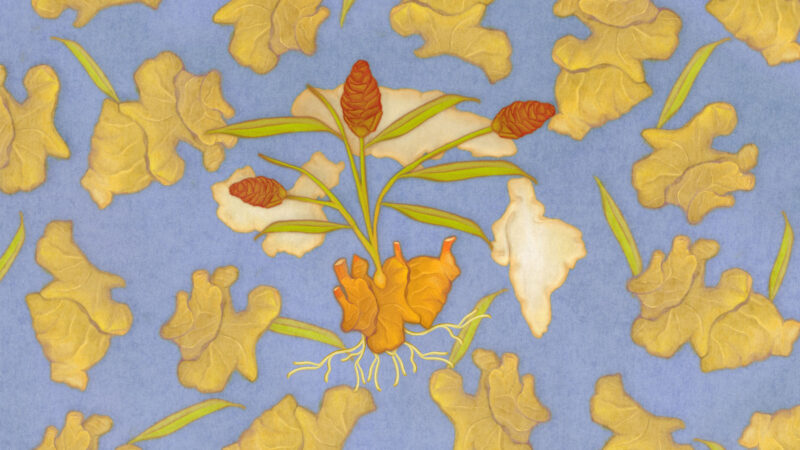 Illustration for article on the history of the spice ginger