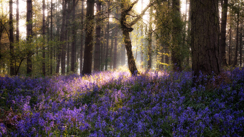 stock image of English woodland