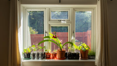 Pot plants on a windowsill in the sun