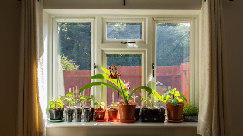 Pot plants on a windowsill in the sun