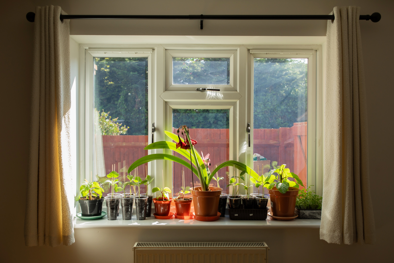 Pot plants on a windowsill in the sun