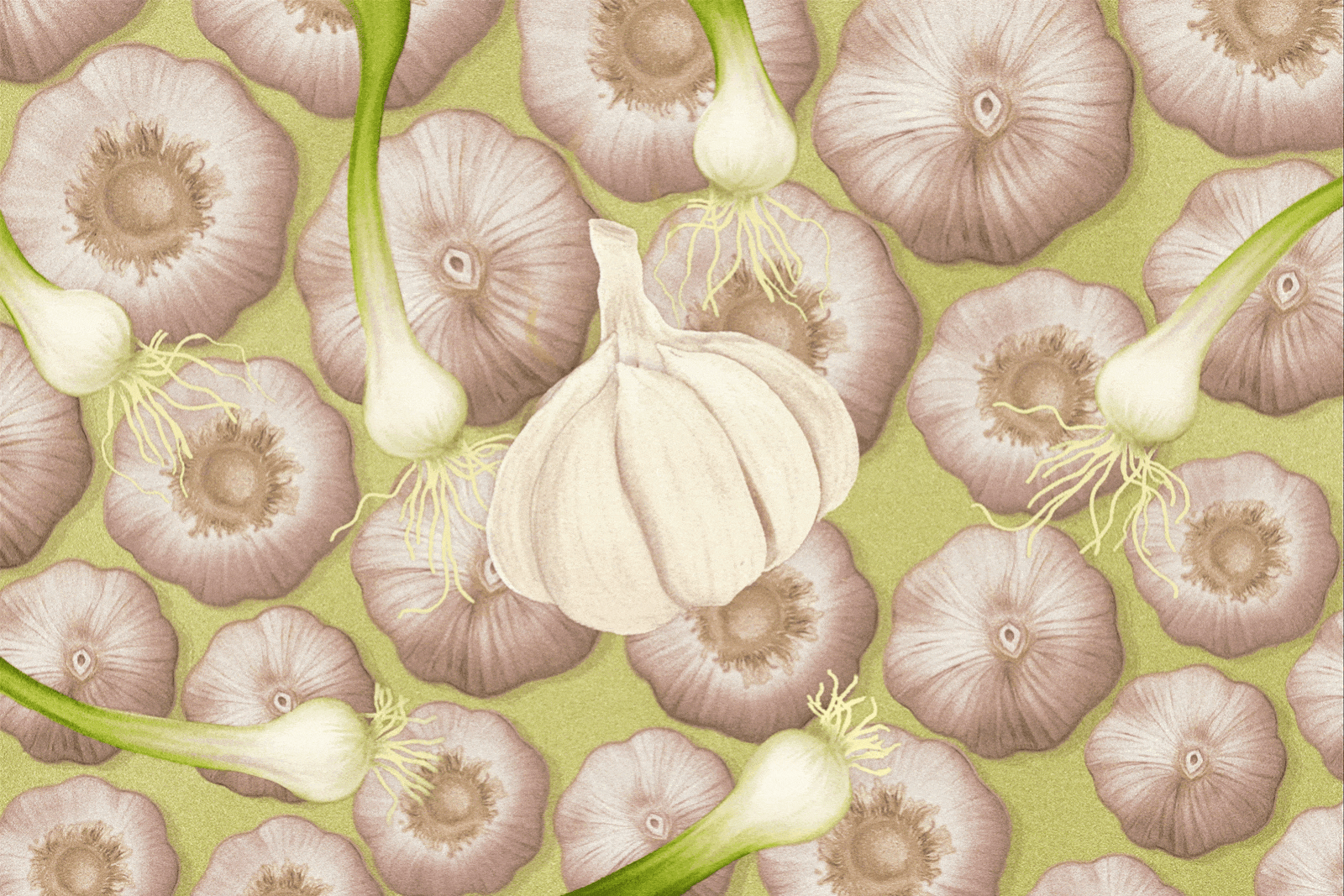 illustration for feature on history of garlic