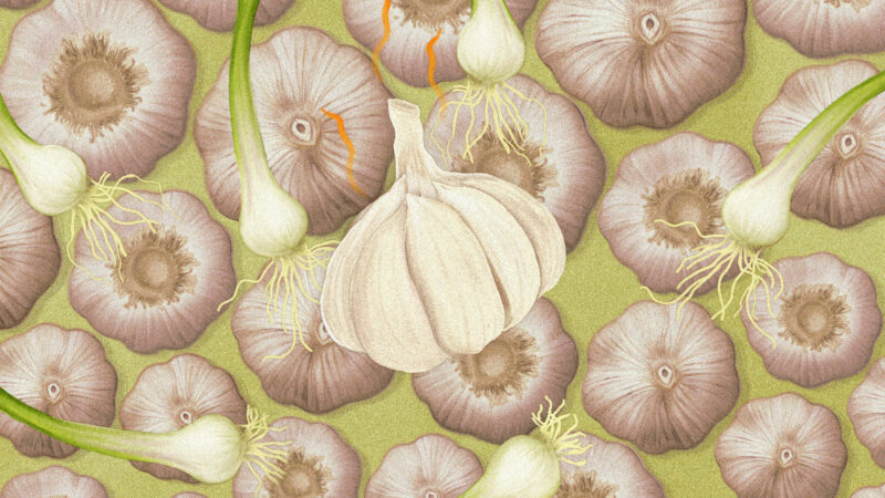 illustration for feature on history of garlic
