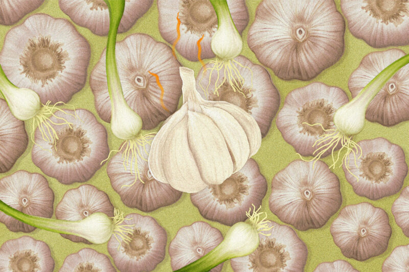 Garlic: a true underground hit