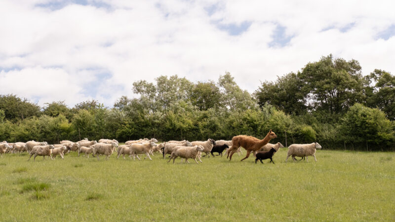 Willowbrook Farm's flock of sheep and alpaca Alpacacino.