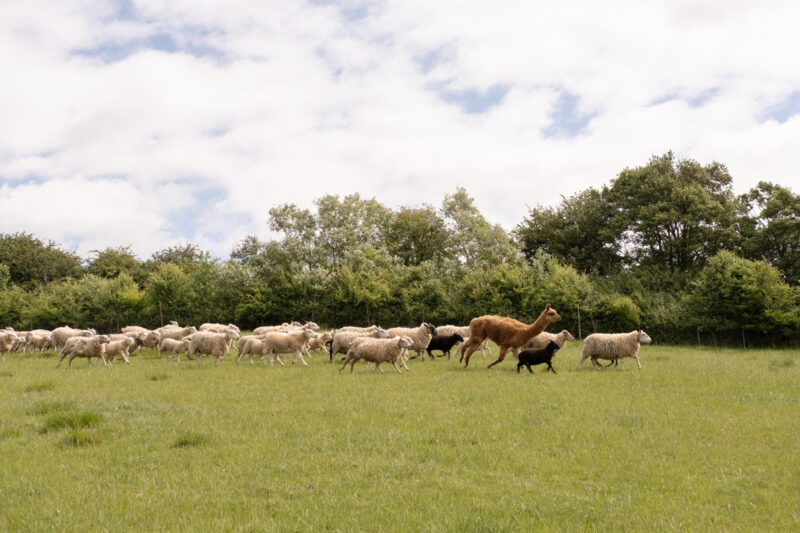 Halal meets tayib: how an Oxfordshire farm prepares for qurbani