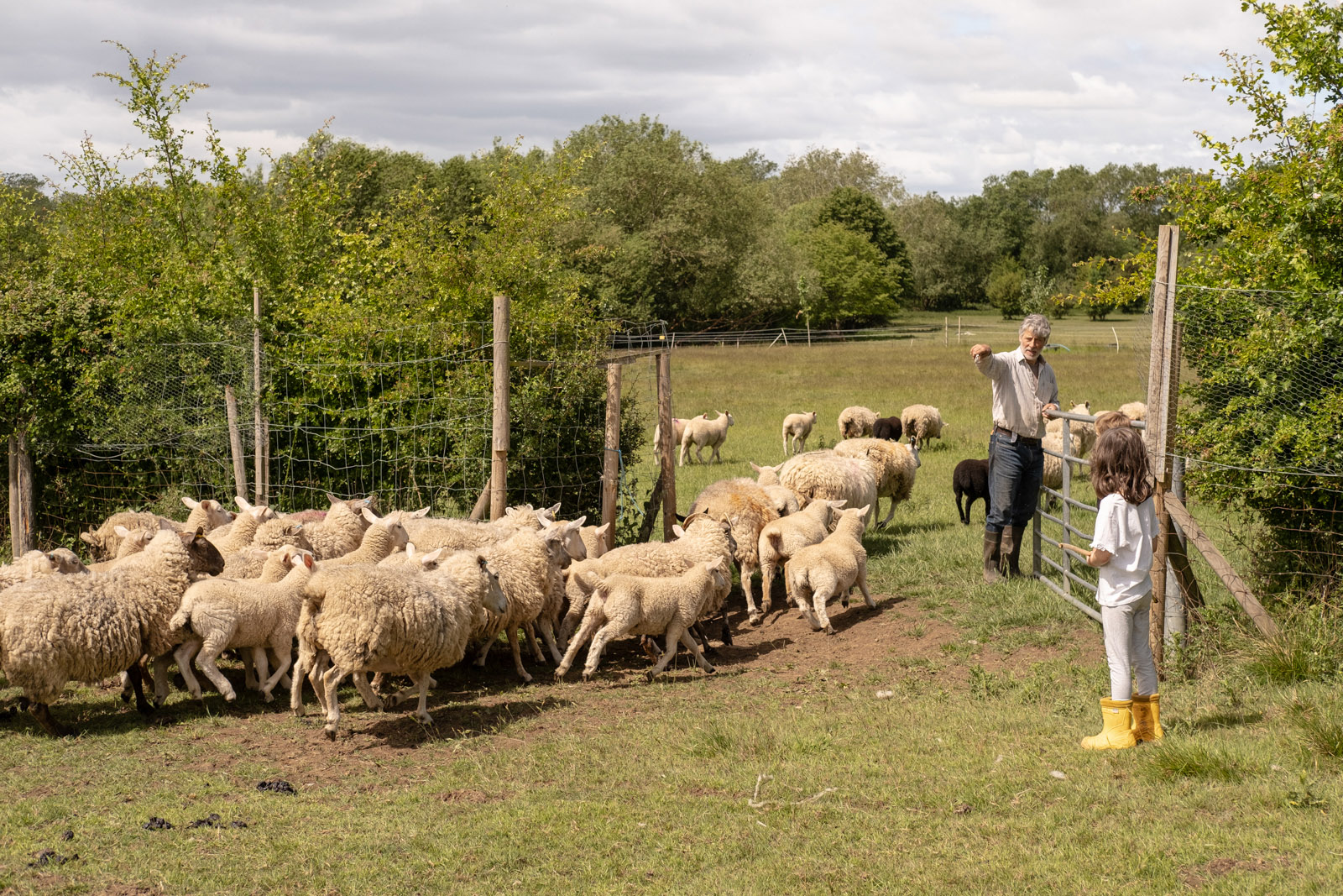 Lufti Radwan and his grandchild monitor the herding of sheep at Willowbrook Farm.