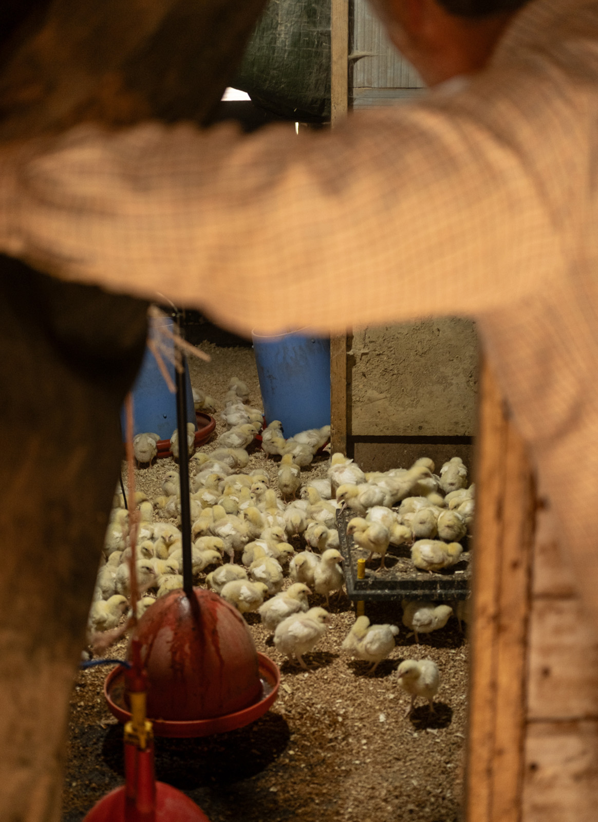 Lufti Radwan checks in on the chicks at Willowbrook Farm.