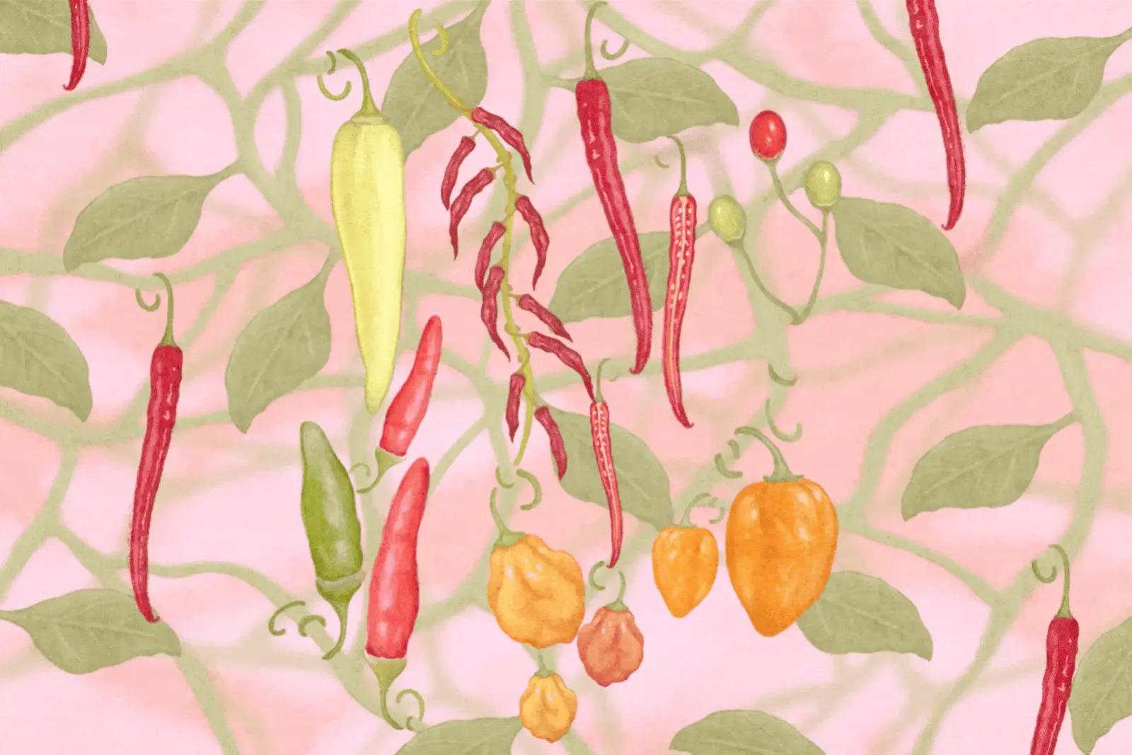 Illustration of chillis