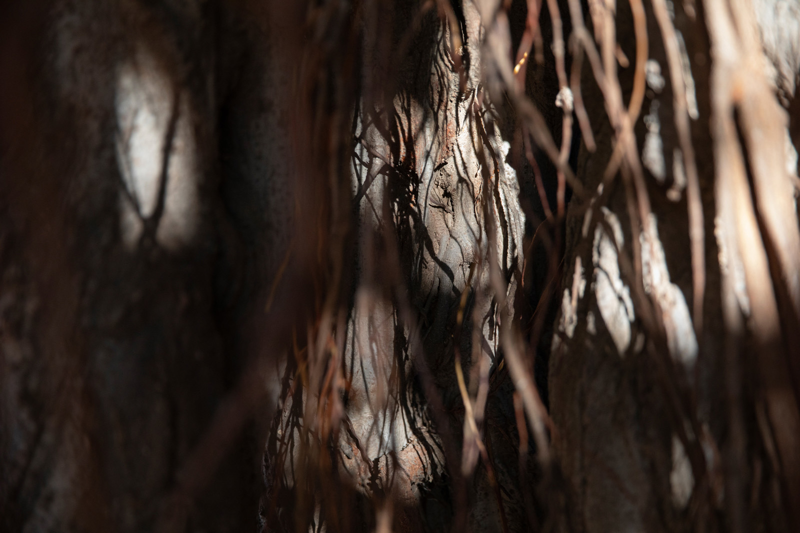 Close up of a tree in Palermo, Sicily.