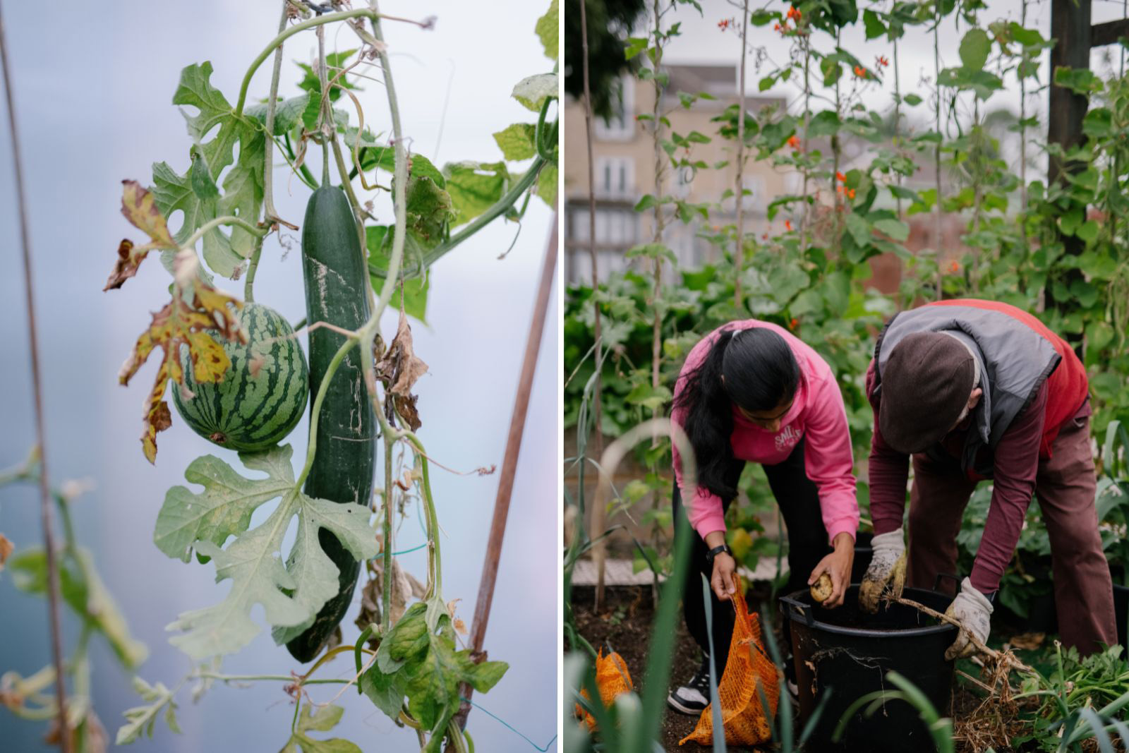 Watermelon and cucumber growing on the vine; Zahabia and Alan at work. 