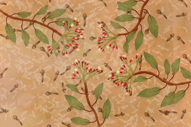 Illustration for feature on cloves
