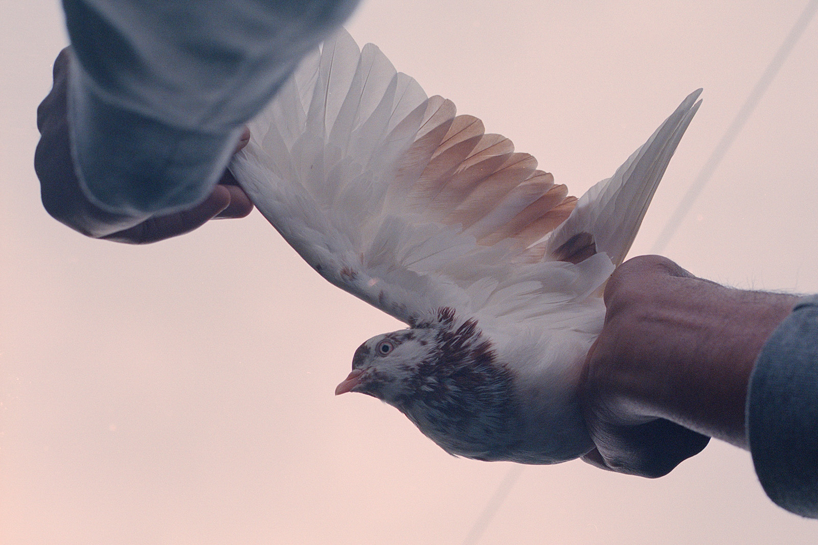 Arif Hussain studies one of his rollers, checking the bird’s condition