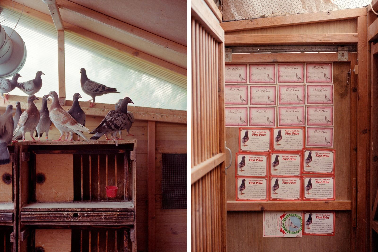 Left: Young pigeons explore Ali’s loft
Right: A wall filled with awards and certificates showcasing Ali’s many pigeon-racing achievements