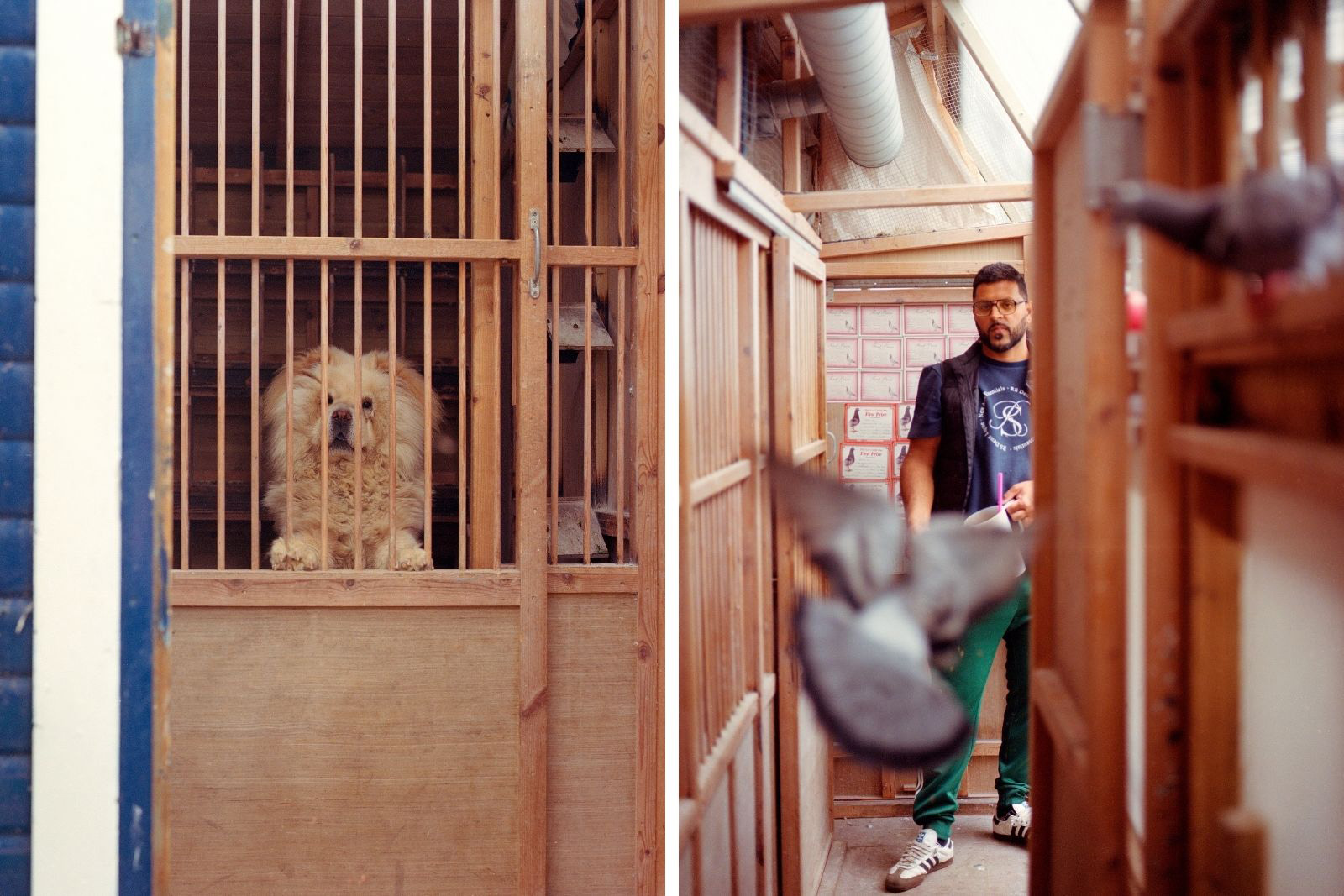 Left: A chow chow peaks his head up at the door at his kennel at Massy’s lofts. He breeds these ancient temple-guarding dogs alongside his pigeons.
Right: After their daily flight, Massy entices the birds back through one-way roof traps using handfuls of feed.