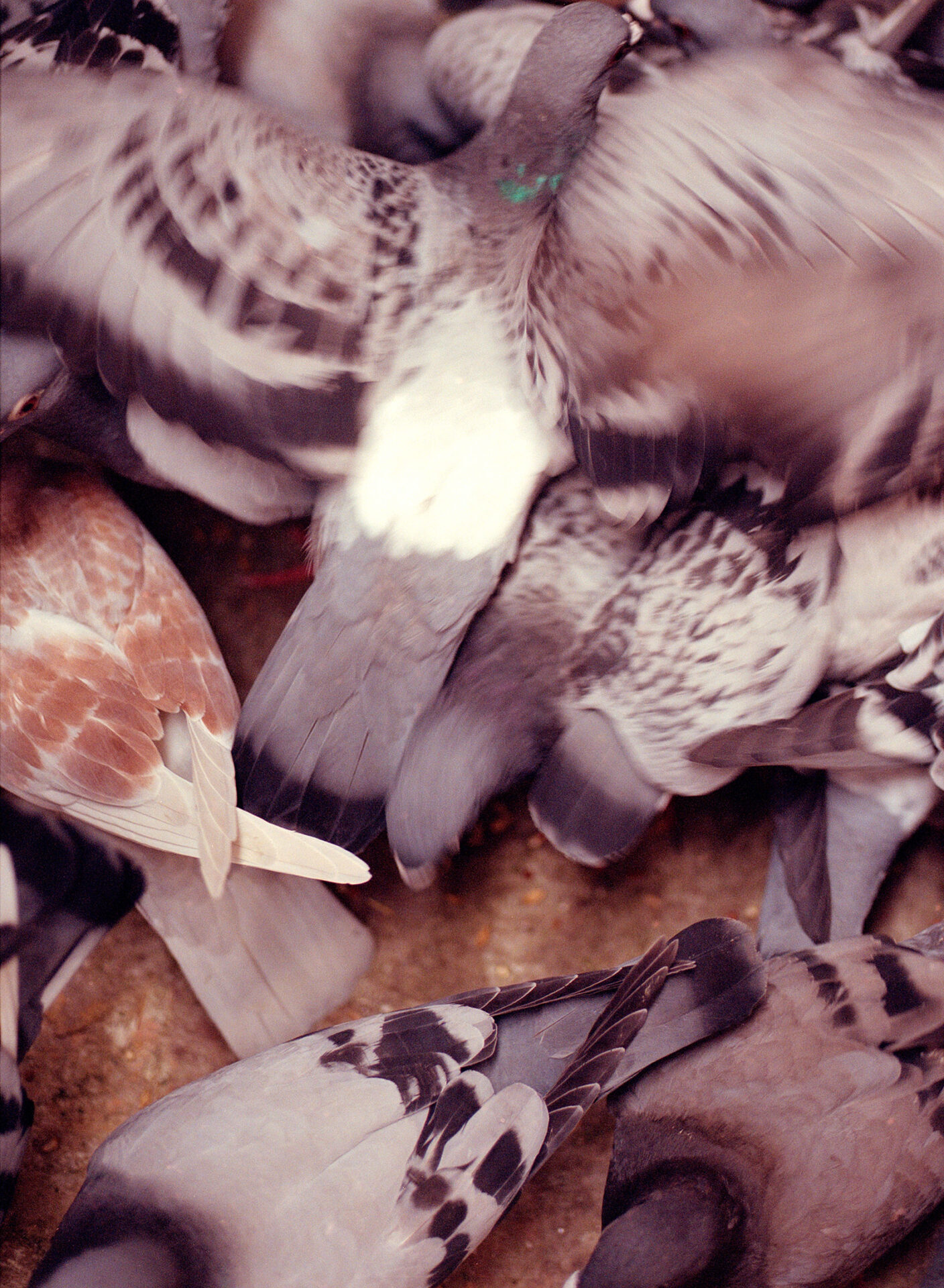 A swirl of pigeons caught in a feeding frenzy.