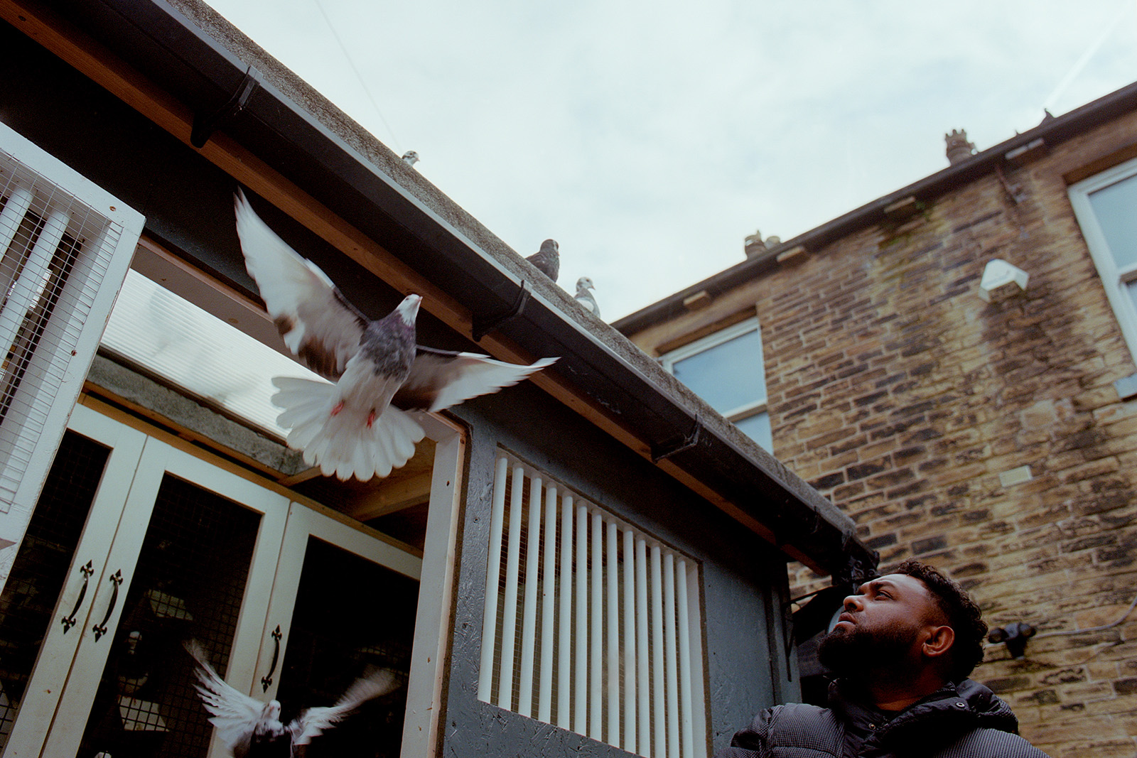 Shahid Miah releases his young rollers for a short training flight—rollers rarely stray far from home as they build strength and confidence.