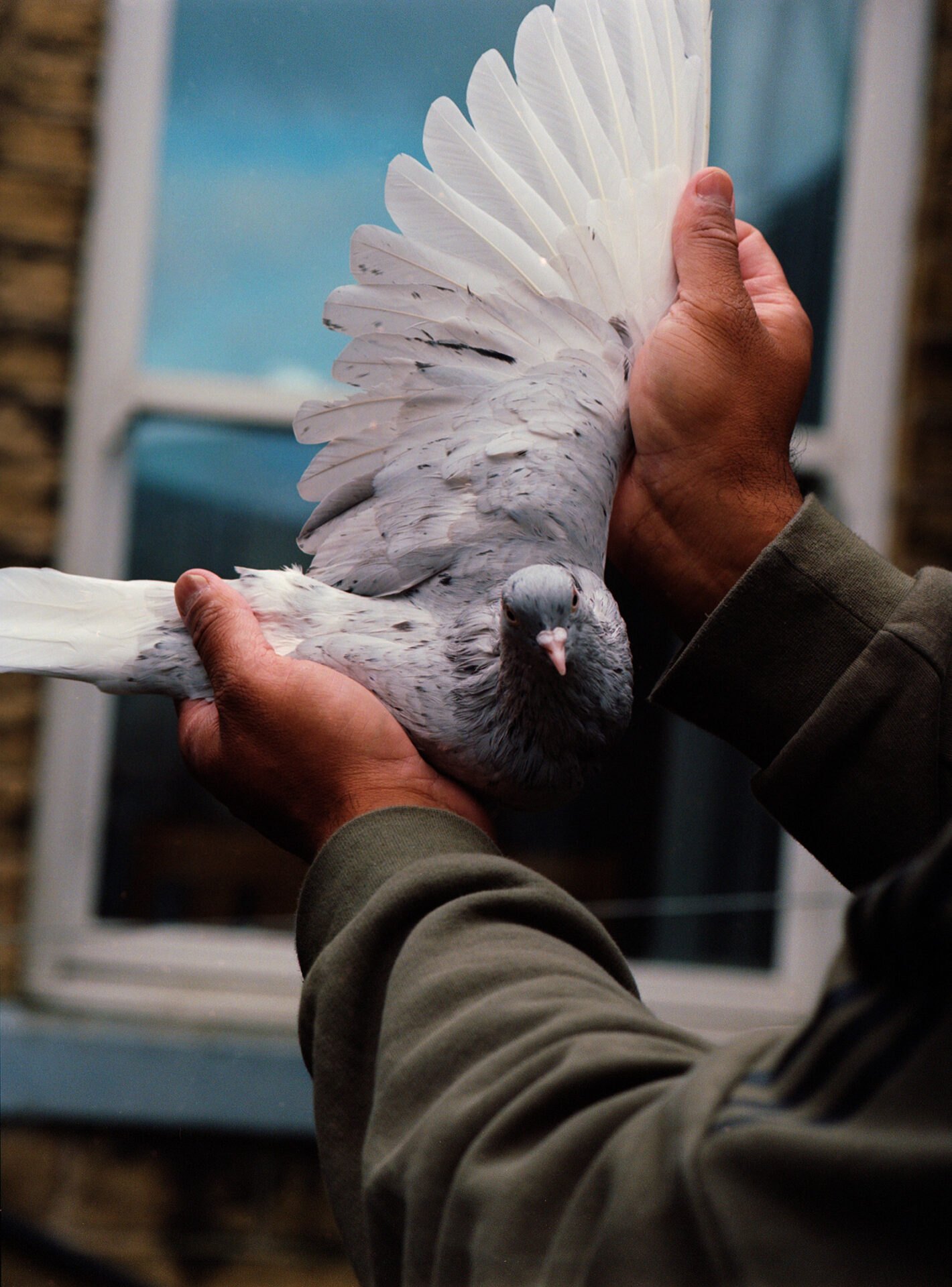 Massy Ali examines one of Shahid Miah’s rollers, reading the bird’s quality through its wing structure.