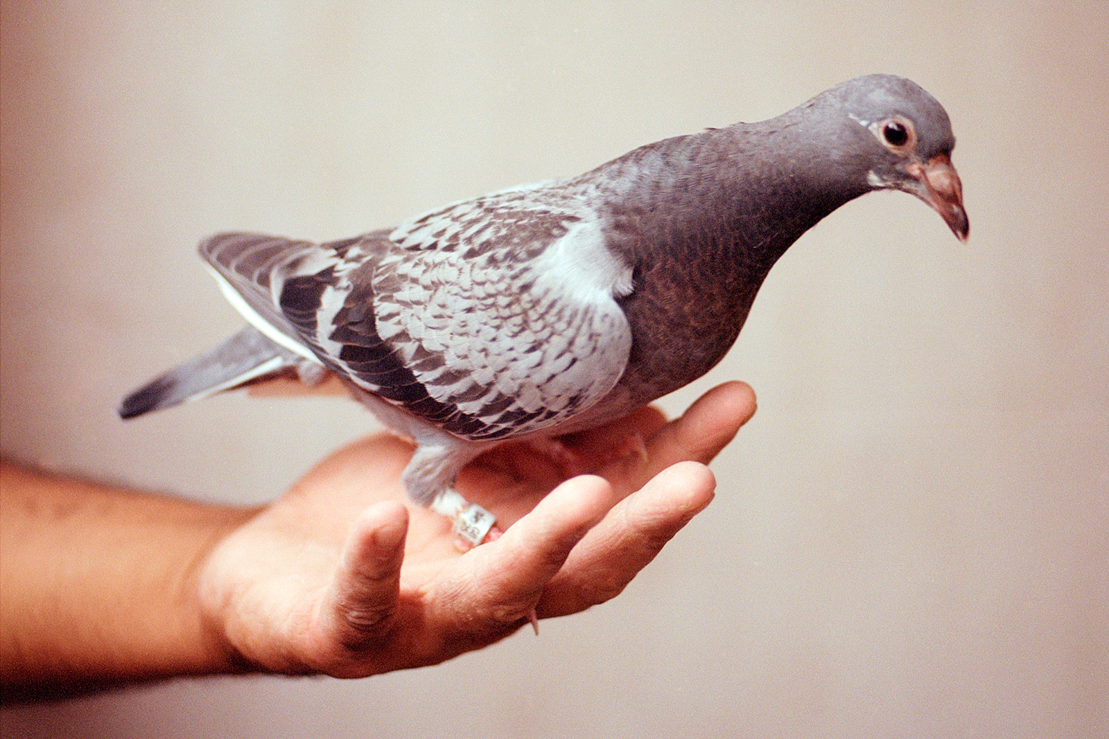 A young pigeon sits in Massy Ali’s hand.