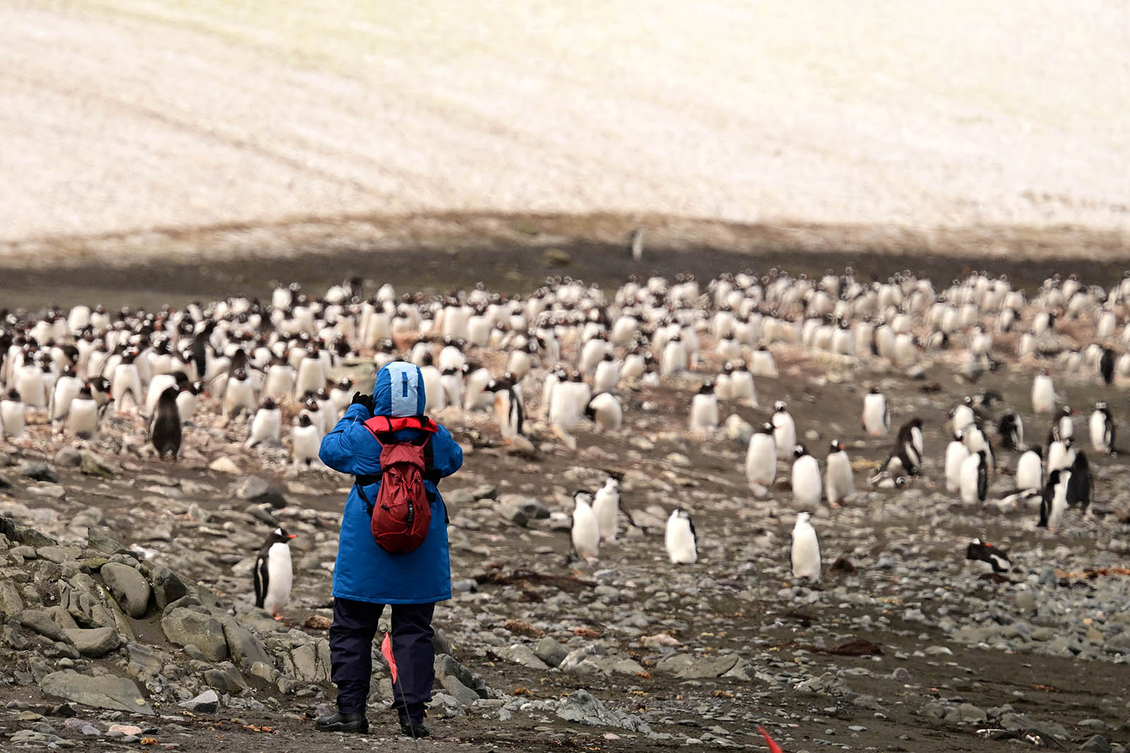 A photograph of a halal cruise passenger observing a colony of gentoo penguins