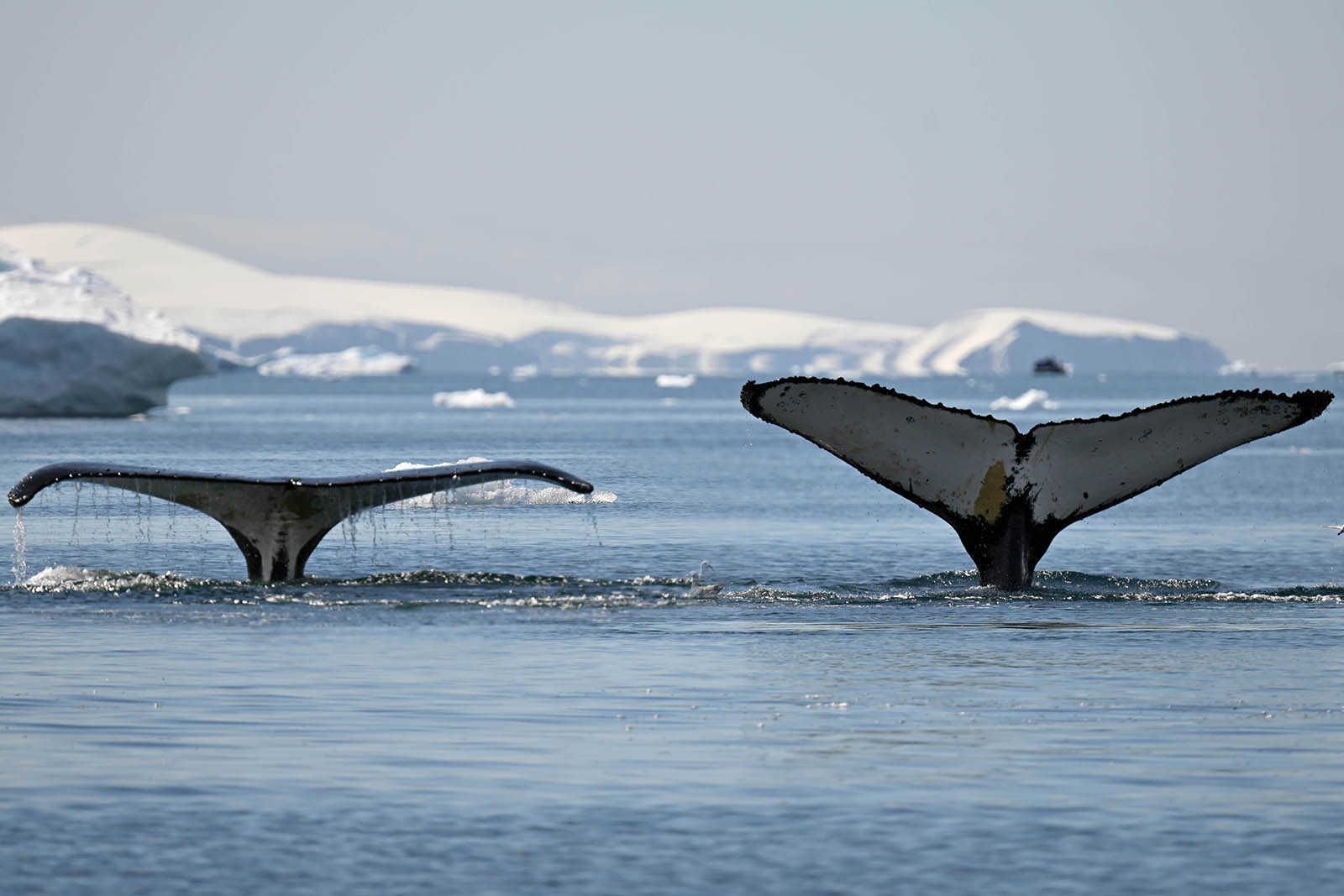 A photograph taken during the cruise of two humpback whales raising their tails out of the water, which is known as 'fluking' 