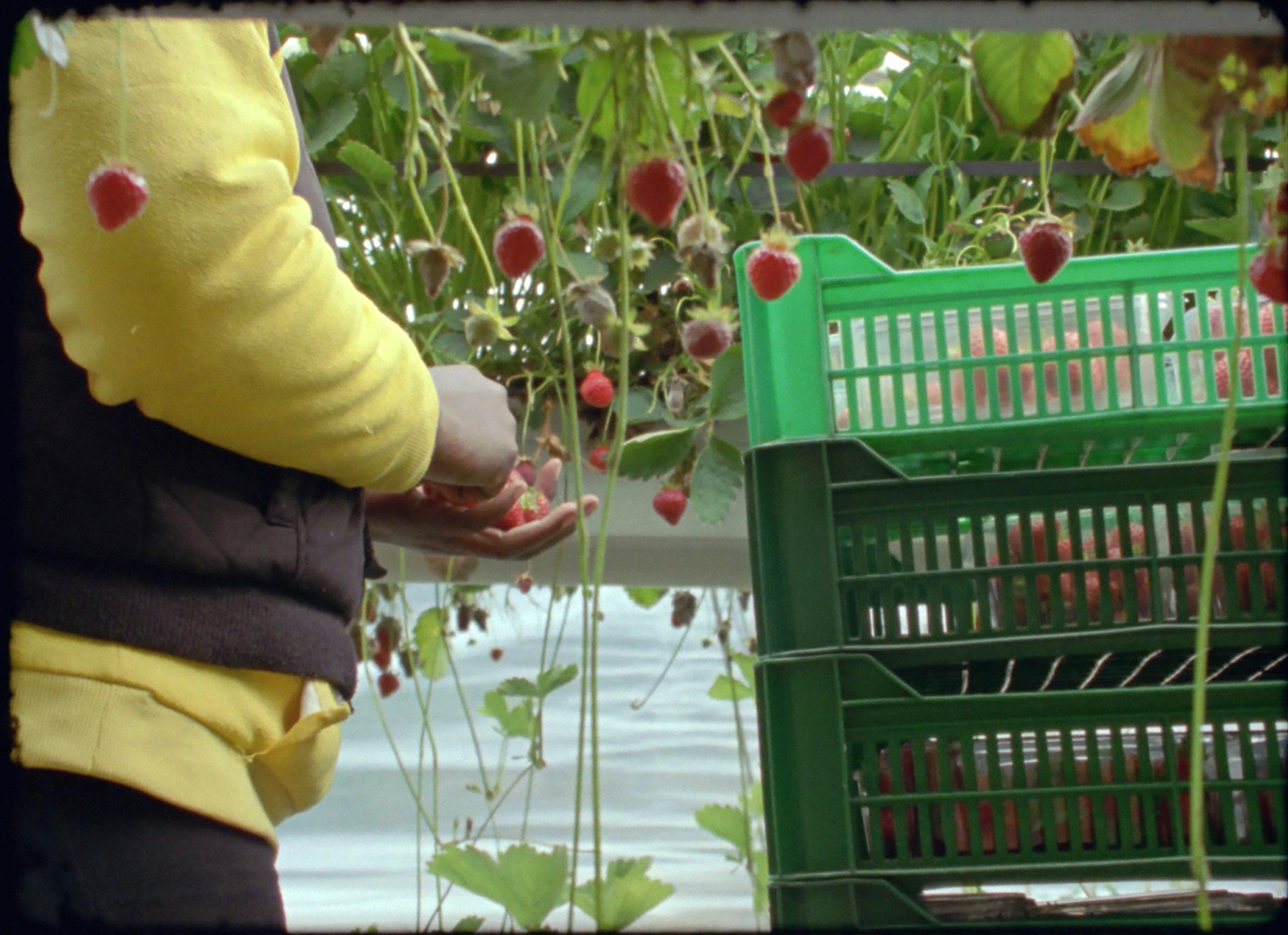 A still image from Rehana Zaman's film Soft Fruit, showing a worker picking strawberrries