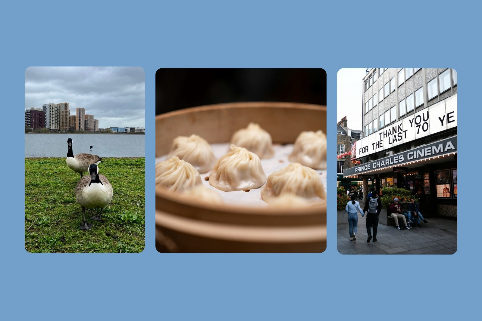 A composite image of things that sum up actor Aasiya Shah's  weekends, with photos of Geese in Walthamstow Wetlands (on the left), dim sum (in the centre) and the Prince Charles Cinema (on the right). 