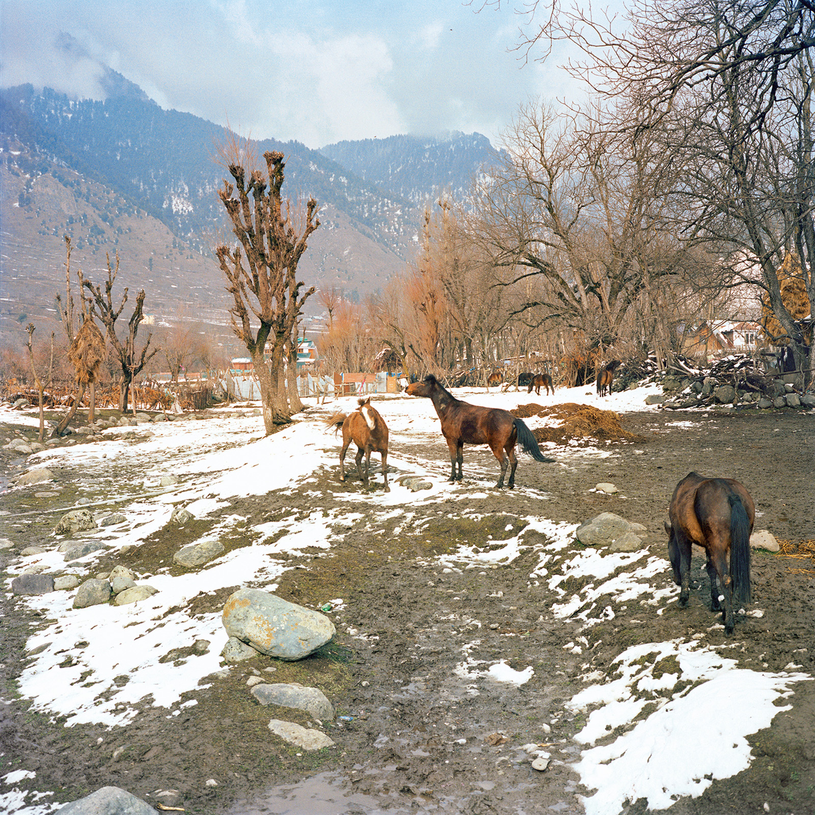 Sohrab Hura, Snow. Photograph shows snowy landscape with horses. 
